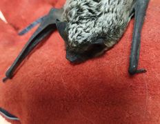 Ветклиника Айдавет, Наши пациенты - фото 16