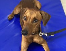 null Ветеринарный центр доктора Базылевского А.А. Филиал «Могилев», Галерея - фото 15