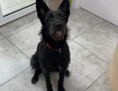 Ветеринарная клиника АйбиВЕТ, Галерея - фото 15