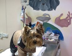 Ветклиника МогВетЛига, МогВетЛига - фото 17