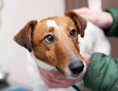 Ветклиника МогВетЛига, МогВетЛига - фото 11