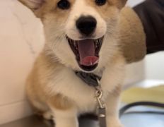 Ветеринарная клиника АйбиВЕТ, Галерея - фото 8