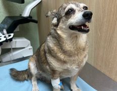 Ветклиника Хвостатый нянь, Наши пациенты - фото 4