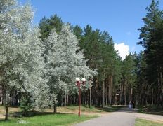 Санаторий Радон, Ландшафт - фото 10