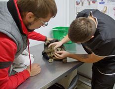 Ветклиника Эвия Верум, Галерея - фото 15