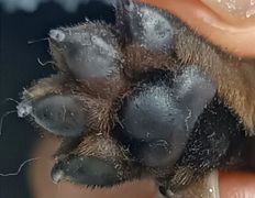 Ветклиника МогВетЛига, МогВетЛига - фото 16