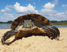 Туристическо-развлекательный комплекс Relax (Релакс), Пляж, территория - фото 20