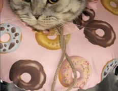 Ветклиника Айдавет, Наши пациенты - фото 2