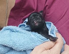 Ветклиника МогВетЛига, МогВетЛига - фото 2