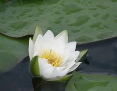 null Коттедж на озере Должа, Рыбалка - фото 5