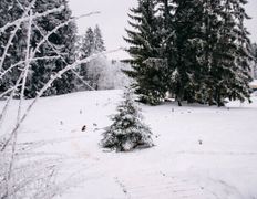 Загородный дом Вераги, Новый год  - фото 14