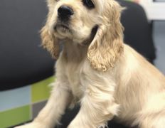 Ветеринарная клиника АйбиВЕТ, Галерея - фото 20