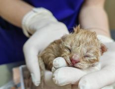 Ветклиника Хвостатый нянь, Наши пациенты - фото 9