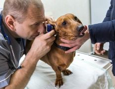 Ветклиника МогВетЛига, Галерея - фото 8