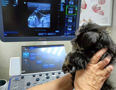 Ветклиника МогВетЛига, Галерея - фото 10