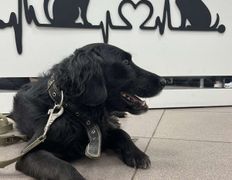 Ветеринарная клиника Питомец, Интерьер - фото 4