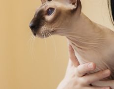 Ветеринарная клиника и аптека  Дай Лапу, Галерея - фото 4