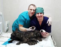 Ветклиника МогВетЛига, МогВетЛига - фото 8