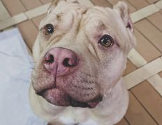 Ветеринарная клиника ВЕК, Галерея - фото 6