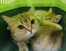 Ветклиника Хвостатый нянь, Наши пациенты - фото 3