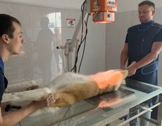 null Ветеринарный центр доктора Базылевского А.А. Филиал «Минск 24/7», Галерея - фото 12