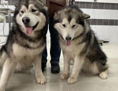 null Ветеринарный центр доктора Базылевского А.А. Филиал «Минск 24/7», Галерея - фото 13