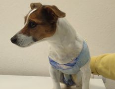 Ветеринарная клиника Минина Плюс, Галерея - фото 6