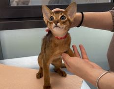 Ветеринарная клиника АйбиВЕТ, Галерея - фото 2