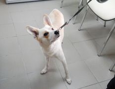 Ветклиника Айдавет, Наши пациенты - фото 18