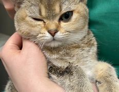 Ветклиника Айдавет, Наши пациенты - фото 5