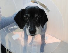 Ветклиника Айдавет, Наши пациенты - фото 13