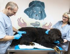 Ветклиника МогВетЛига, Галерея - фото 15