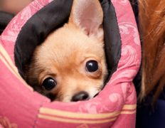 Ветклиника МогВетЛига, МогВетЛига - фото 18