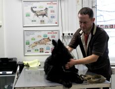 Ветклиника Эвия Верум, Галерея - фото 20