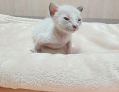 Ветклиника Айдавет, Наши пациенты - фото 4