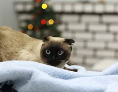 Ветеринарная клиника ЭкспертВет, Галерея - фото 15