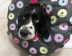 Ветклиника Хвостатый нянь, Наши пациенты - фото 16