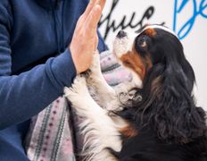 Ветеринарная клиника Дарис Вет, Галерея - фото 5