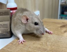 Ветклиника Хвостатый нянь, Наши пациенты - фото 14