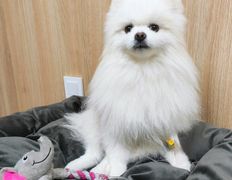 Ветклиника Хвостатый нянь, Наши пациенты - фото 8