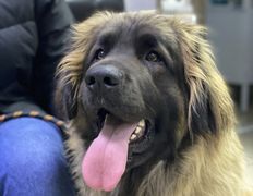 null Ветеринарный центр доктора Базылевского А.А. Филиал «Могилев», Галерея - фото 16