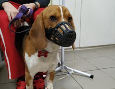 Ветклиника Айдавет, Наши пациенты - фото 19