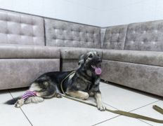 null Ветеринарный центр доктора Базылевского А.А. Филиал «Могилев», Галерея - фото 5