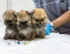 Ветклиника МогВетЛига, Галерея - фото 14