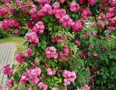 Сауна люкс VIP сауна на Явара и Калины, Беседка лето-зима - фото 3