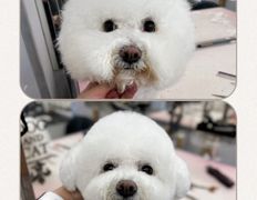 Студия груминга Dog and Cat (Дог энд Кэт), Примеры работ - фото 4