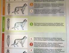 Ветеринарный центр  На Казимировке, Галерея - фото 11