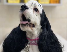 null Ветеринарный центр доктора Базылевского А.А. Филиал «Могилев», Галерея - фото 19