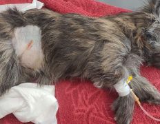 Ветеринарная клиника Минина Плюс, Галерея - фото 7