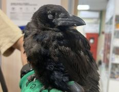 Ветклиника Айдавет, Наши пациенты - фото 3